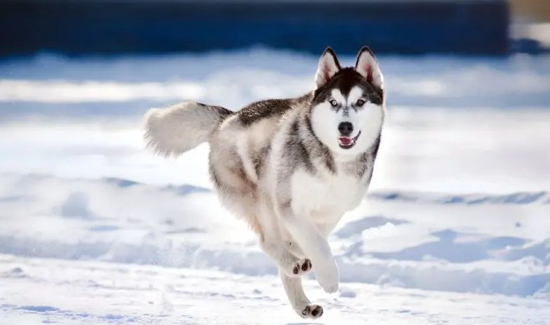 哈士奇 Siberian Husky