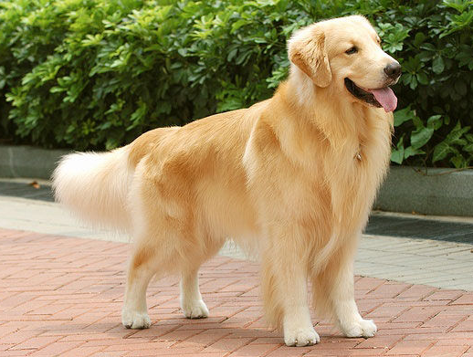 金毛 Golden Retriever