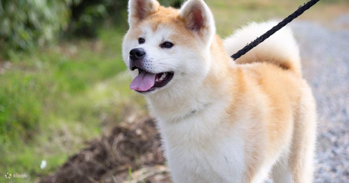 秋田犬 Akita