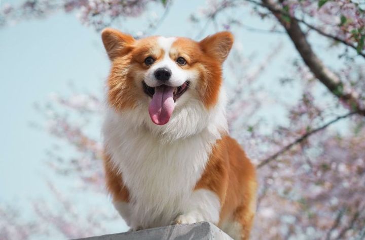 柯基 Pembroke Welsh Corgi